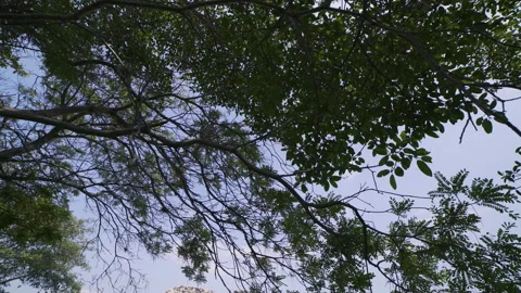 Xochicalco archaeological zone Stock Footage 135944147