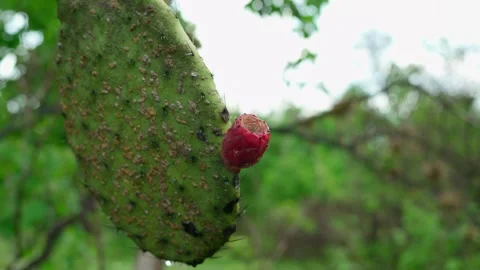 Xoconostle Fruit growing on a cactus Endemic species of Mexico Dolly back Stock Footage 280219299