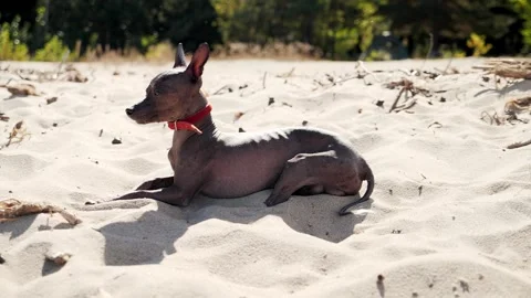 Xoloitzcuintle dog lying on the beach under the sun Stock Footage 250086453