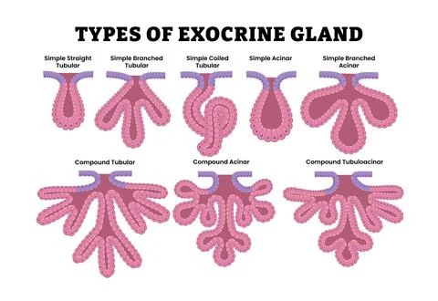 Xraw-brief Stock Illustration