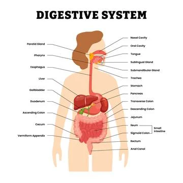 XrawSet of human digestive system objects element clip art set collection. .. Illustrazione stock