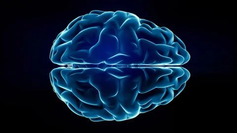 Xray brain イラスト素材