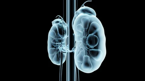 Xray Kidney Rotation Stock Footage 122595136