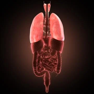 Xray lungs illustration. 3d render Stock Illustration