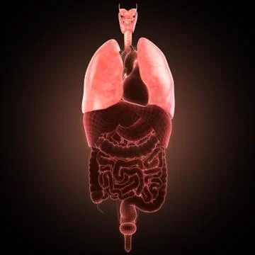 Xray lungs illustration. 3d render Stock Illustration