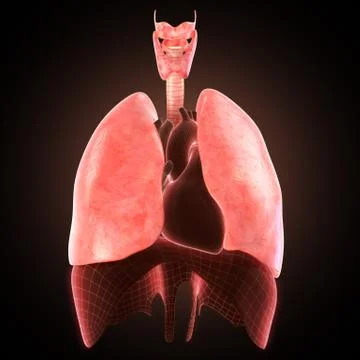 Xray lungs illustration. 3d render Stock Illustration
