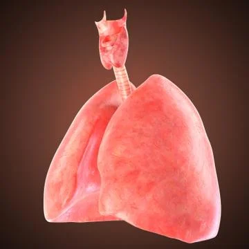Xray lungs illustration. 3d render Stock Illustration