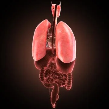 Xray lungs illustration. 3d render Stock Illustration