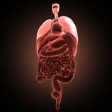 Xray lungs illustration. 3d render Stock Illustration