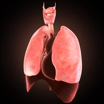 Xray lungs illustration. 3d render Illustrazione stock