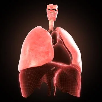 Xray lungs illustration. 3d render Stock Illustration