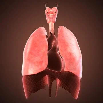 Xray lungs illustration. 3d render Stock Illustration