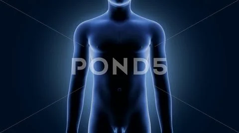 Xray scan human body Stock Illustration