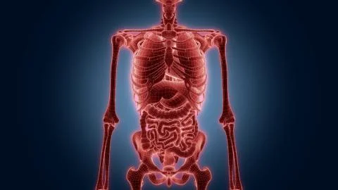 Xray scan internal orans Ilustración de archivo