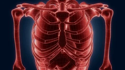 Xray scan internal orans Stock Illustration