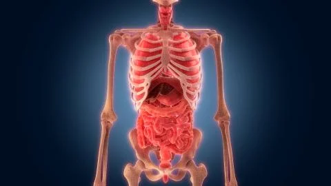 Xray scan internal organs Stock Illustration