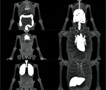 Xray scan internal organs set 3d rendering Stock Illustration