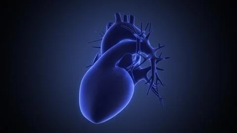 Xray view of human heart Stock Illustration