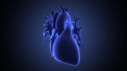 Xray view of human heart Stock Illustration