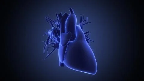 Xray view of human heart Stock Illustration