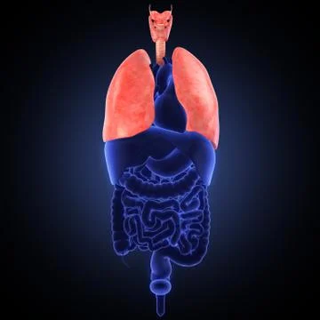Xray view of human lungs 스톡 일러스트
