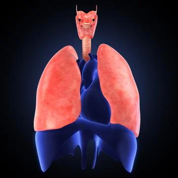 Xray view of human lungs Stock Illustration