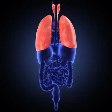 Xray view of human lungs Stock Illustration