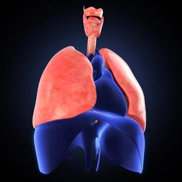 Xray view of human lungs Stock Illustration