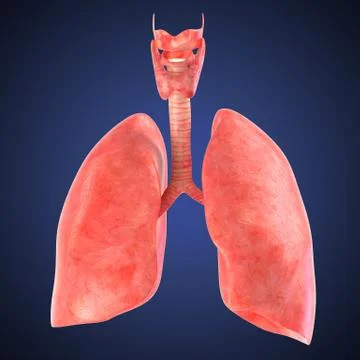 Xray view of human lungs Stock Illustration