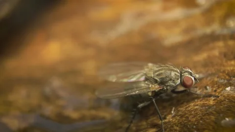 Xtreme close-up of a cluster fly( Pollenia sp.) Stock Footage 317442557