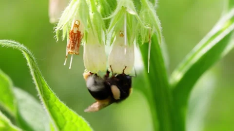 Xtreme Macro of Bumblebee Hanging from White Bell Flower in Slow Motion Stock Footage 336123685
