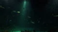 XXL shark fish tank with marine fishes night ambience HD Footage