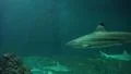 XXL Shark fish tank with swimming sharks HD Footage
