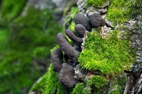 Xylaria Stock Photos