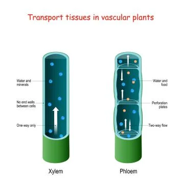 Xylem and phloem. biological structure scheme of inner vascular in Plant. Stock Illustration