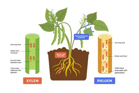 Xylem and phloem diagram process, Labeled water, nutrient and mineral trans.. Stock Illustration