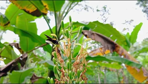 Xylocopa Stock Footage 296106477