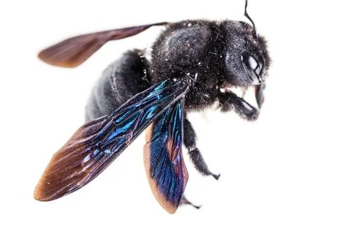 Xylocopa macro Stock Photos