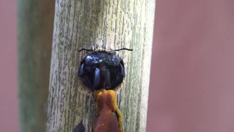 Xylocopa valga. Carpenter-bee. Stock Footage 304898698