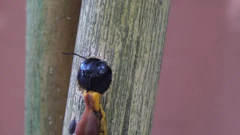 Xylocopa valga. Carpenter-bee. Stock Footage 304898705