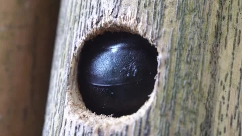 Xylocopa valga. Carpenter-bee. Stock Footage 304898728