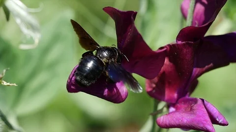 Xylocopa violacea, the violet carpenter bee in the flowers Stock Footage 113192063