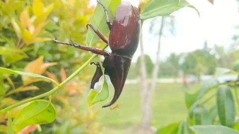 Xylotrupes gideon insect Stock Footage 263820182