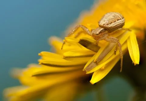 Xysticus Stock Photos