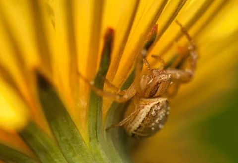 Xysticus Foto stock