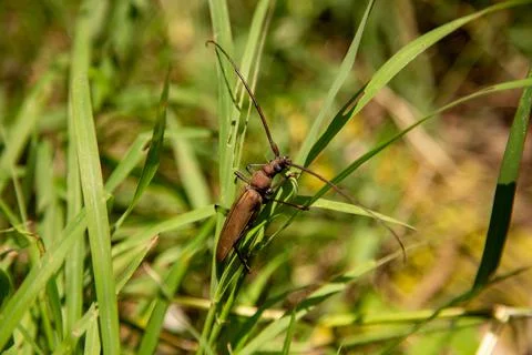 A Xystrocera beetle on the grass Stock Photos