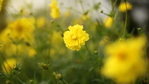 Y 01 Vídeo Stock 93017330