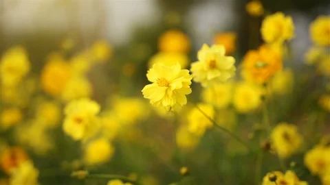 Y 02 Vídeo Stock 93018064