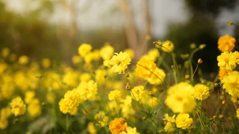 Y 03 Vídeo Stock 93018143