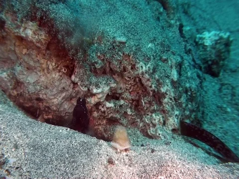 Y-bar shrimp goby (Cryptocentrus fasciatus) with Tiger snapping shrimp Stock Footage 88554134